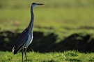 Graureiher (Ardea cinerea) im harten Gegenlicht