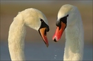 ~ Love ~