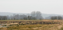 Gänsewiese