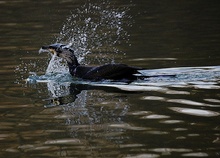 Kormoran im Abendlicht