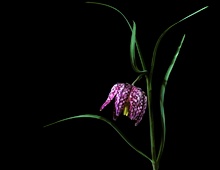 Fritillaria meleagris