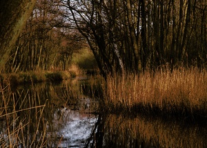 Hemmelsdorfer See VI