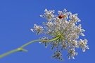 Gegen den Himmel  - Wilde Möhre mit Käfer