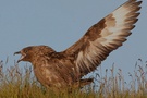 Skua, Reviermarkierung