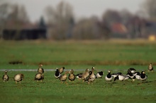 Bläßgänse (Anser albifrons) und Weißwangengänse (Branta leucopsis) im Rheiderland
