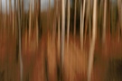 Birkenwäldchen