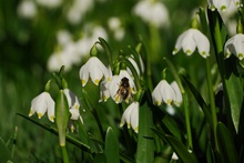 Frühling war es.....