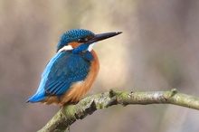 Eisvogel in Brandenburg