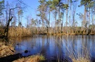 Ein kleiner Teich im Wald - 2 -