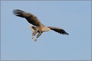 im Anflug... Seeadler *Haliaeetus albicilla*