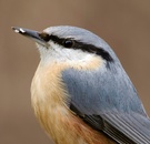 100 Prozent Ausschnitt