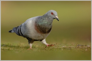 Felsentaube (Strassentaube) (Columba livia)