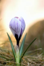 Krokus im Schatten der Abendsonne