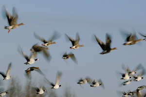 Wildgänse im Abflug