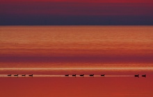 Graugänse bei Sonnenuntergang
