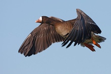 Blessgans , die Vorletzte