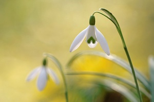 Schneeglöckchen (Galanthus nivalis)