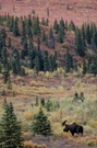 Elchschaufler in herbstlicher Tundra