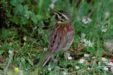 Zaunammer [Emberiza cirlus]