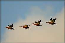 im Überflug... Rostgänse *Tadorna ferruginea*