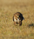 Mäusebussard (Buteo buteo) und  letzten sekunden