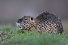 Nutria in Brandenburg