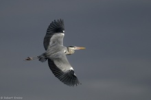 Graureiher (Ardea cinerea)