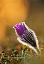 ~pulsatilla vulgaris~