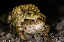 Erdkröte, Bufo Bufo