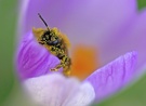 Lecker Krokus