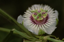 Wiesenblüte I