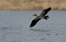 Nilgans (Alopochen aegyptiacus)