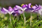 Krokus im Gegenlicht