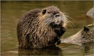 Nutria