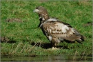 Streuner...  Seeadler, juv. *Haliaeetus albicilla* (1)