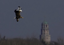 3 Tiere und 1 Kirchturm