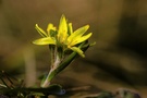 "Die Gelbe Blume"