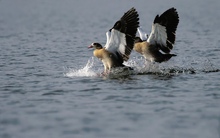 Nilgans (Alopochen aegyptiacus)