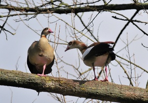 Nilgänse in 12 m Höhe