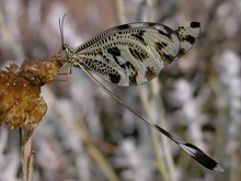 Fadenhaft (Nemoptera coa)