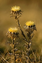 "Trio in Gold"