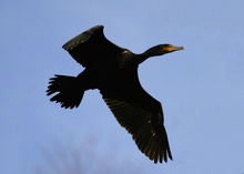 Kormoran