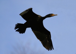 Kormoran