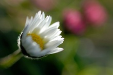 Gänseblümchen (Bellis perennis) Trio