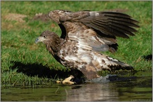 nervös... Seeadler, juv. *Haliaeetus albicilla* (2)