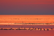 Still ruht der See......und die Gänse auch.