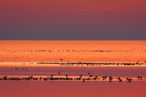 Still ruht der See......und die Gänse auch.