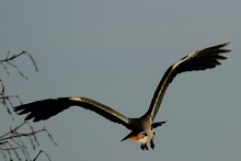 Graureiher im Anflug