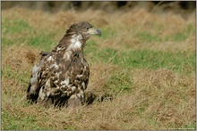 sichernd... Seeadler, juv. *Haliaeetus albicilla* (3)