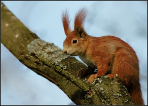 Portrait eines Eichhörnchens